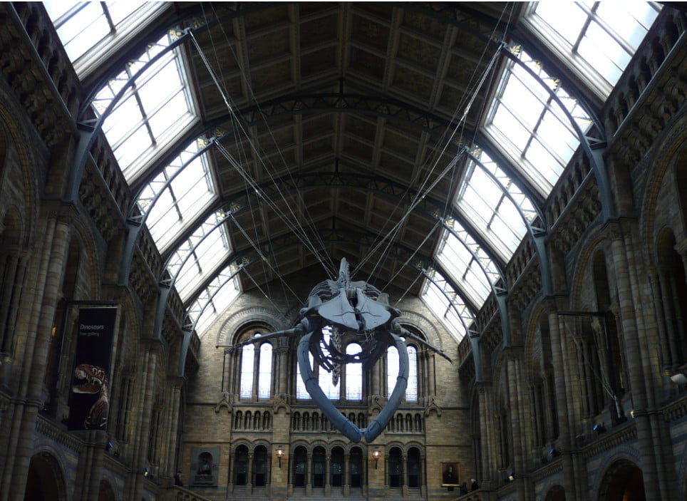 Museo de Historia Natural (Londres)