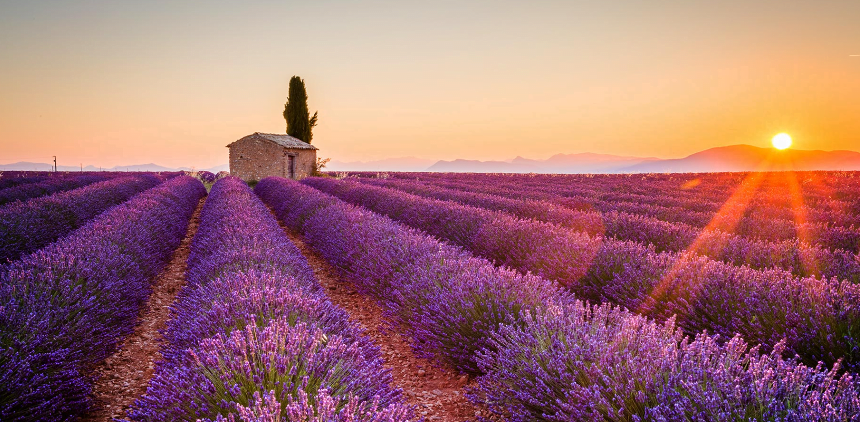 Provenza. Campos lavanda