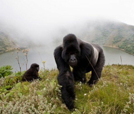 Gorilas montaña. Virunga