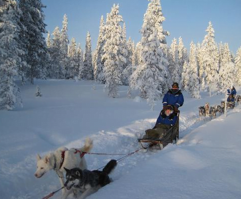 Trineos huskies Salla Laponia